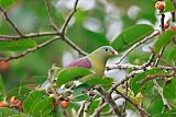 Thick-billed Green-Pigeonborder=